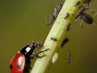 Warum Marienkäfer im Garten hilfreiche Nützlige sind