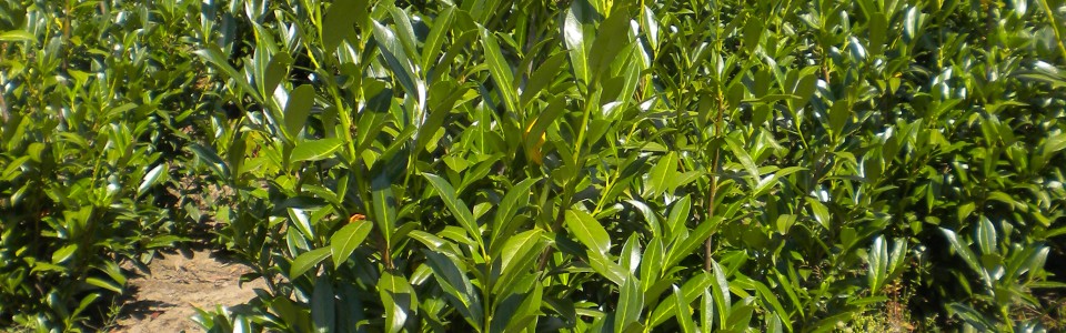 Prunus laur. caucasica (Kirschlorbeer/Lorbeerkirsche)