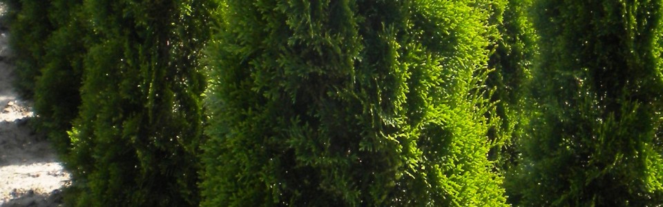 Thuja occ. Smaragd (Smaragd-Lebensbaum)