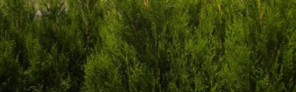 Thuja plicata excelsa (Riesen-Lebensbaum)
