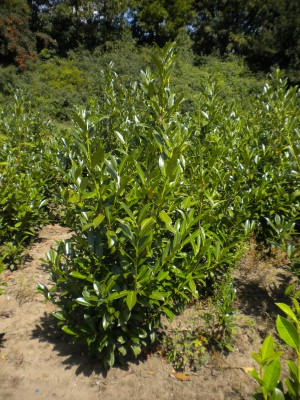 Prunus laur. caucasica (Kirschlorbeer/Lorbeerkirsche)